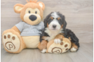 Energetic Mini Bernepoo Poodle Mix Puppy