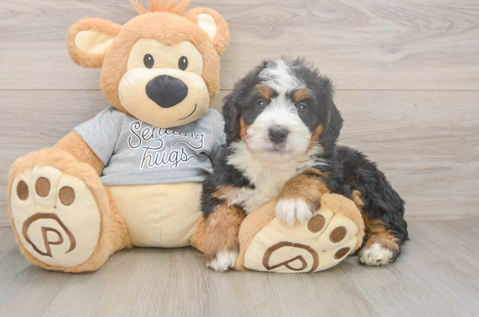 5 week old Mini Bernedoodle Puppy For Sale - Premier Pups