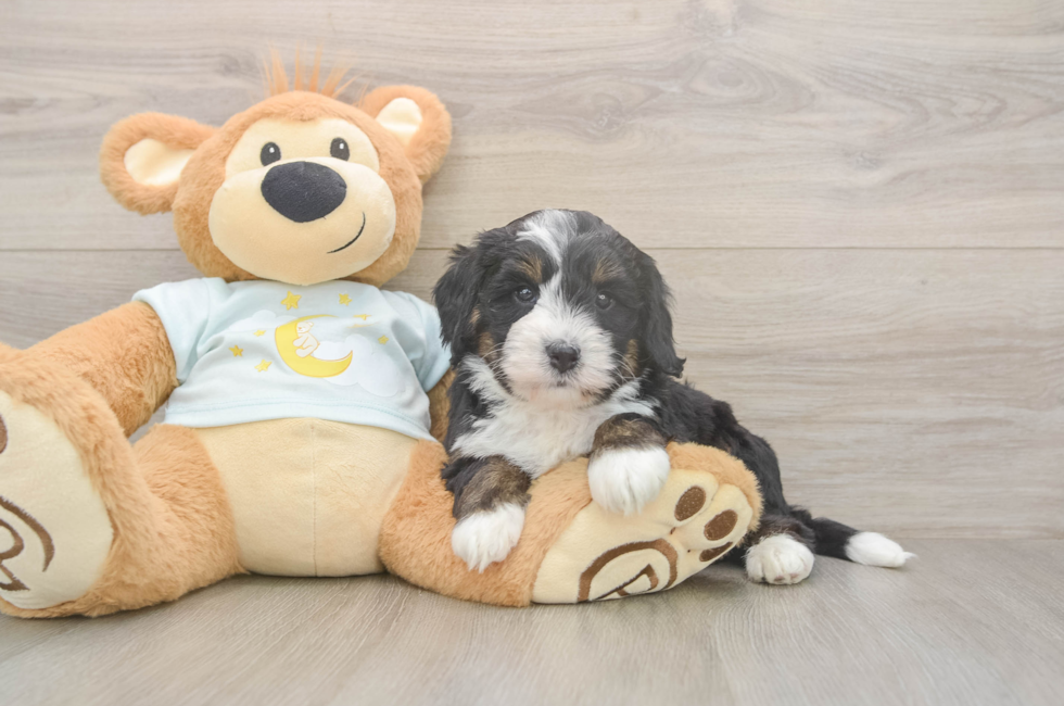 5 week old Mini Bernedoodle Puppy For Sale - Premier Pups
