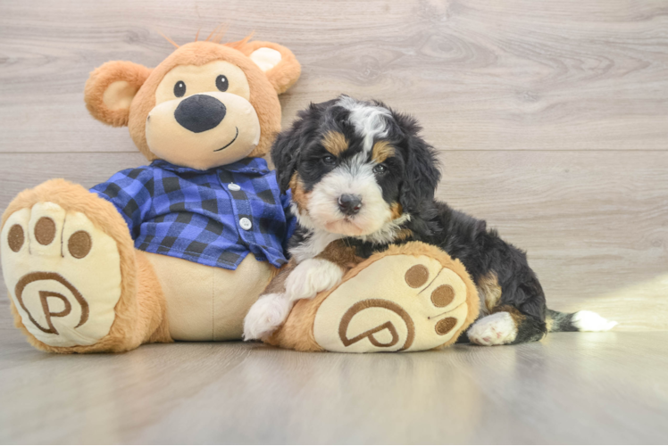 Mini Bernedoodle Pup Being Cute