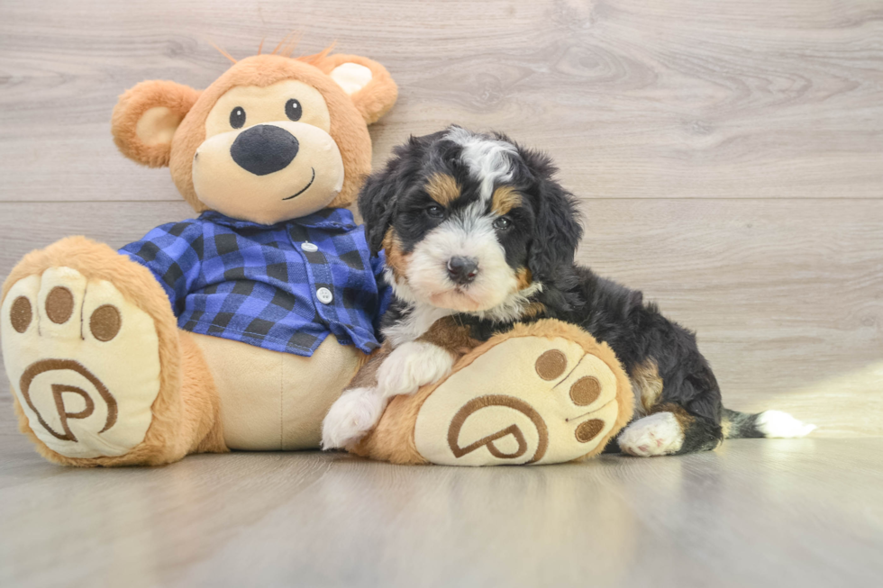 Mini Bernedoodle Pup Being Cute