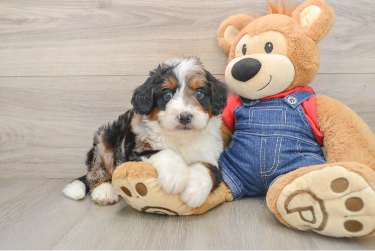 Small Mini Bernedoodle Baby