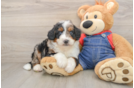 Small Mini Bernedoodle Baby
