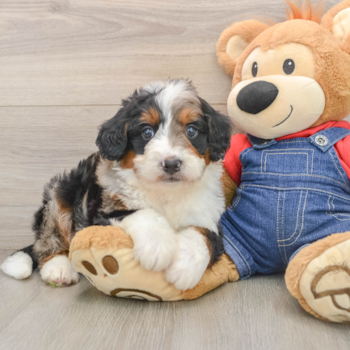 Small Mini Bernedoodle Baby