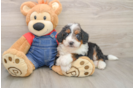Mini Bernedoodle Puppy for Adoption