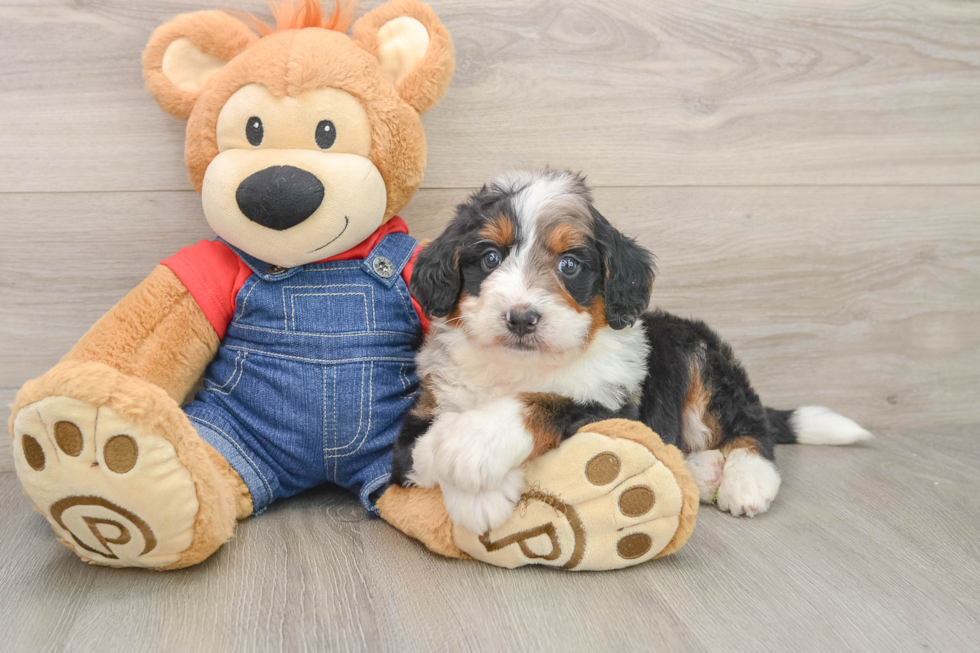 Mini Bernedoodle Puppy for Adoption