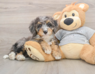 8 week old Mini Bernedoodle Puppy For Sale - Premier Pups