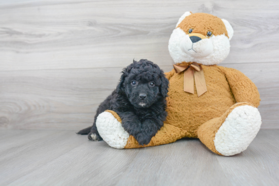 Mini Bernedoodle Puppy for Adoption