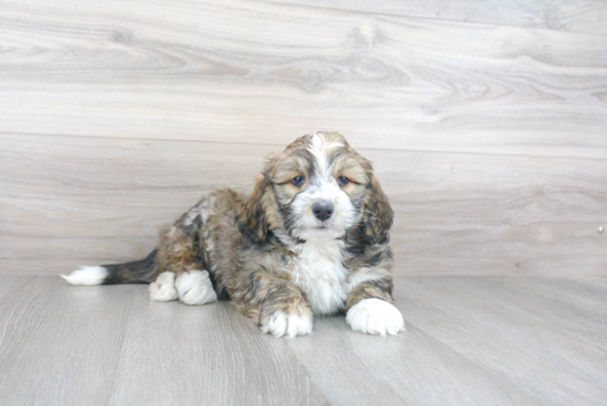 Mini Bernedoodle Pup Being Cute