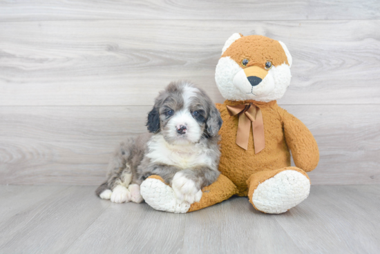 Best Mini Bernedoodle Baby