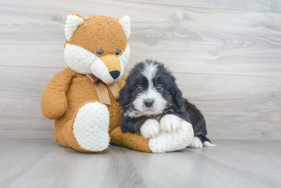 Friendly Mini Bernedoodle Baby