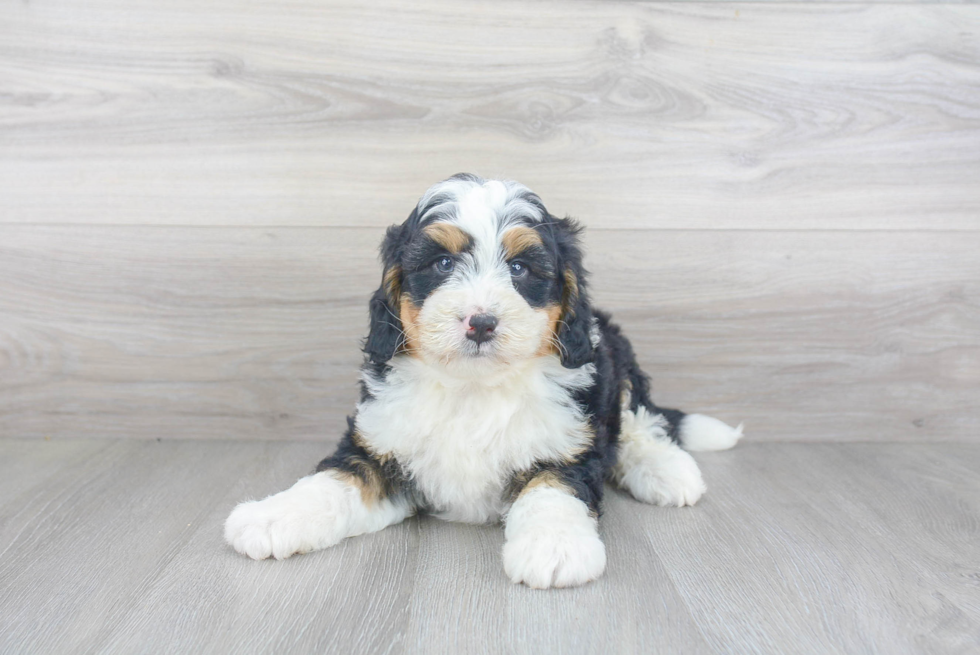 Small Mini Bernedoodle Baby