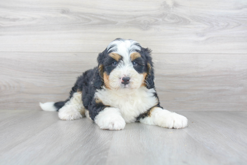 Best Mini Bernedoodle Baby