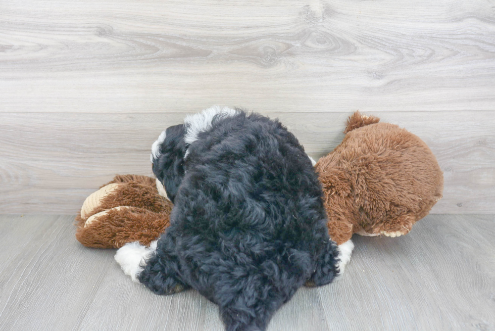 Mini Bernedoodle Puppy for Adoption