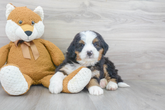 Best Mini Bernedoodle Baby