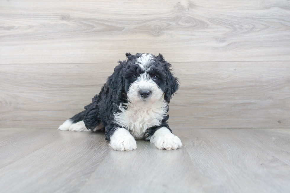 Best Mini Bernedoodle Baby