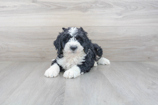 Sweet Mini Bernedoodle Baby