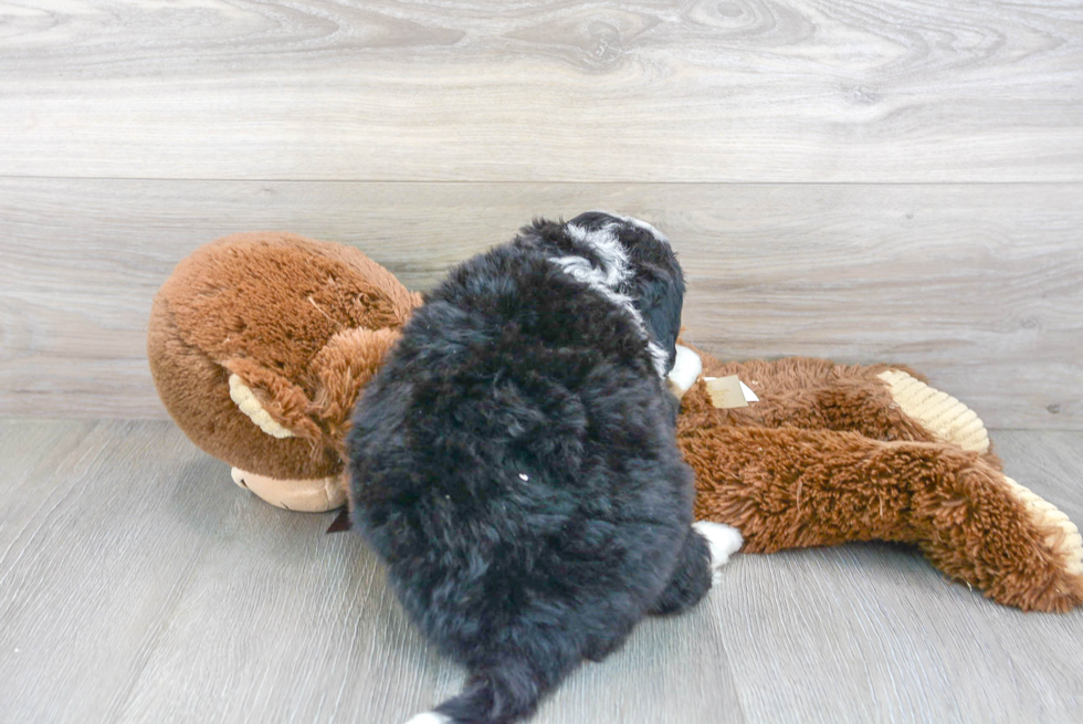 Smart Mini Bernedoodle Poodle Mix Pup