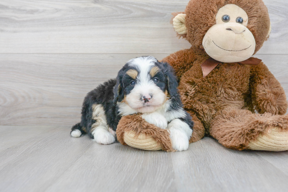 Happy Mini Bernedoodle Baby