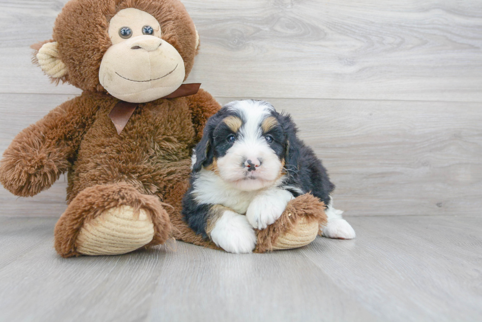 Fluffy Mini Bernedoodle Poodle Mix Pup