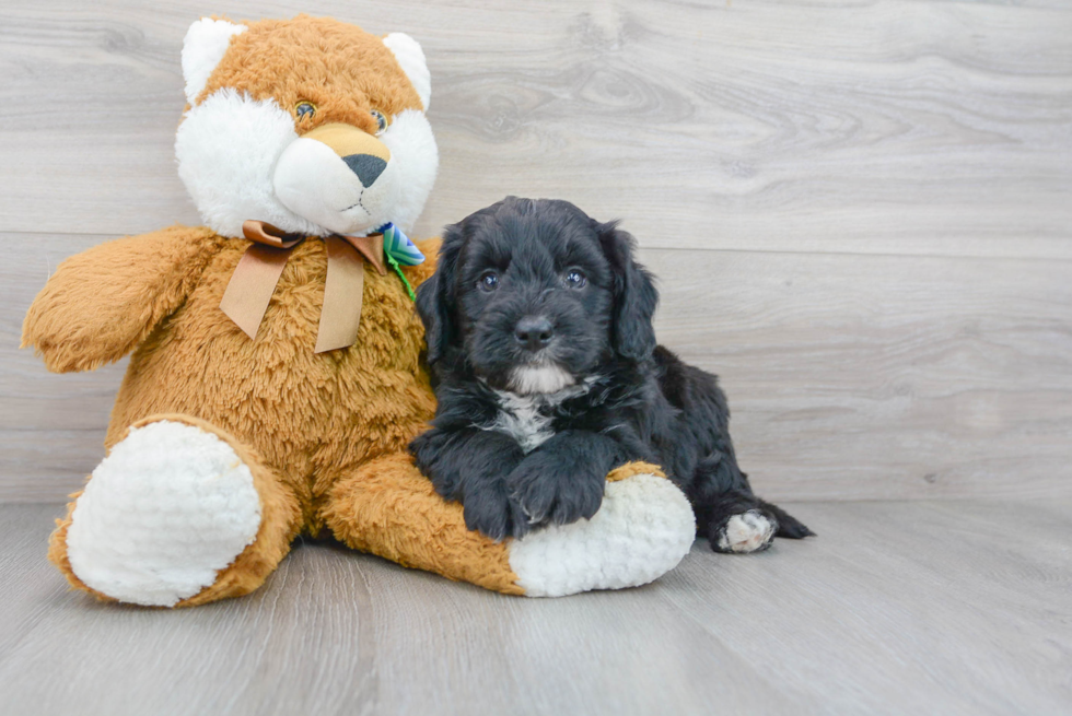 Energetic Mini Berniedoodle Poodle Mix Puppy