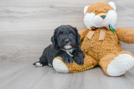 Mini Bernedoodle Pup Being Cute