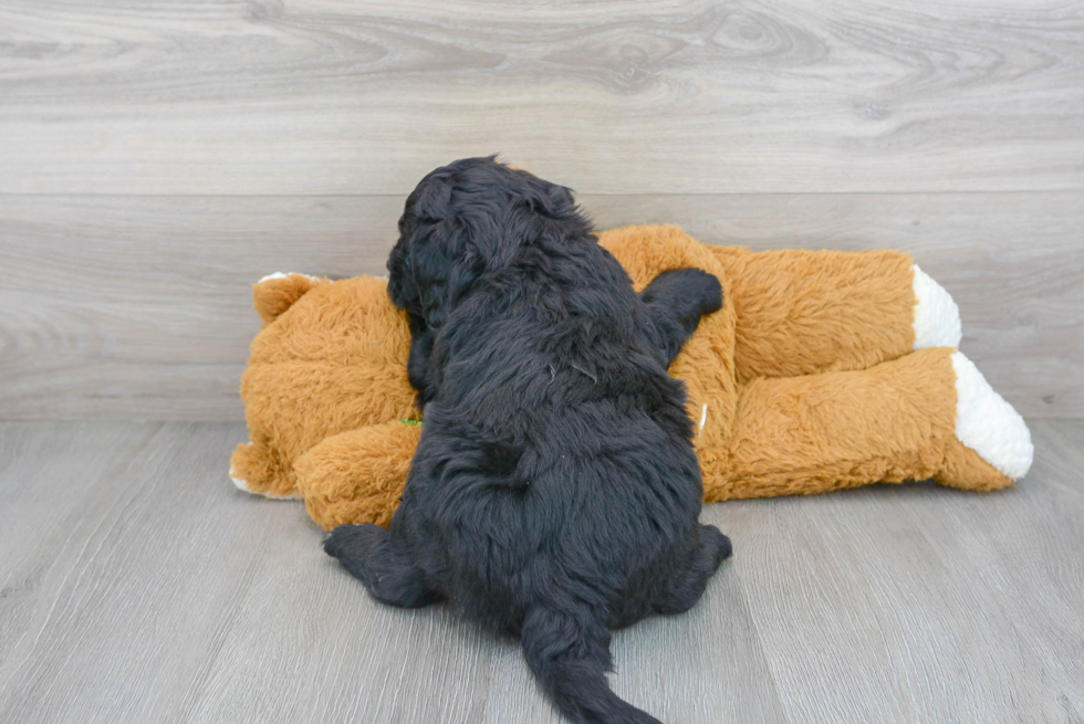 Mini Bernedoodle Pup Being Cute