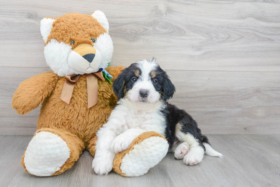 Mini Bernedoodle Pup Being Cute