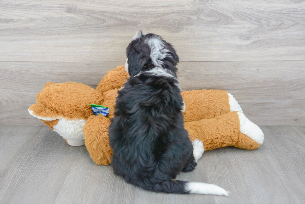 Mini Bernedoodle Puppy for Adoption