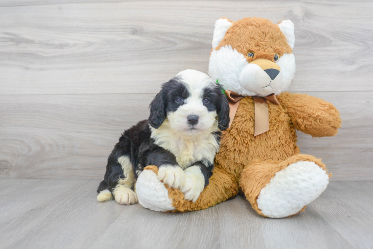 Best Mini Bernedoodle Baby