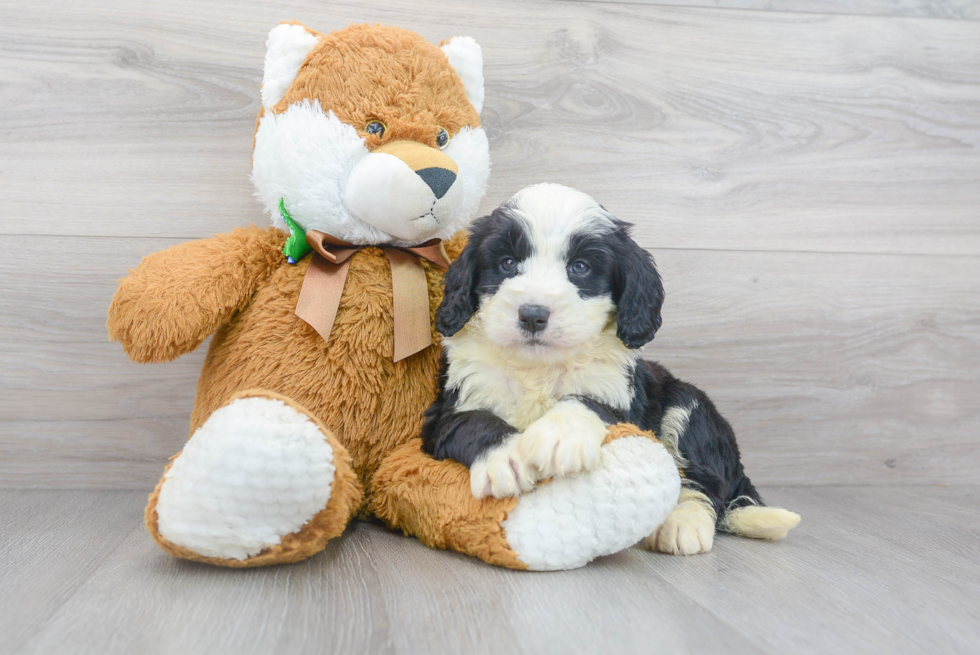 Sweet Mini Bernedoodle Baby