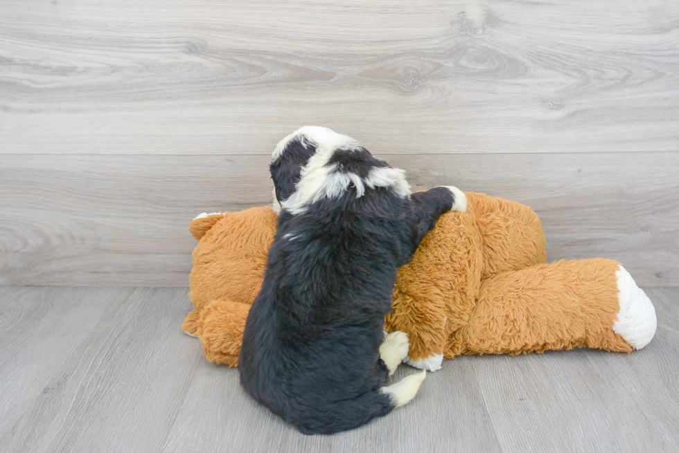 Happy Mini Bernedoodle Baby