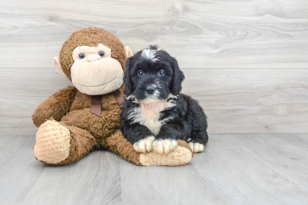 Playful Bernadoodle Poodle Mix Puppy