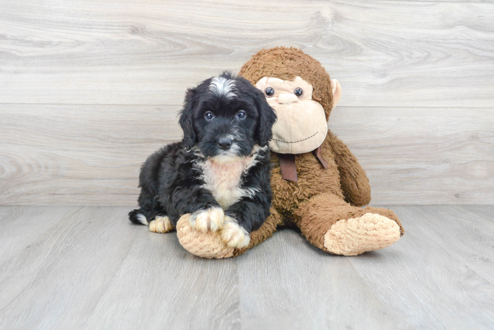 Happy Mini Bernedoodle Baby