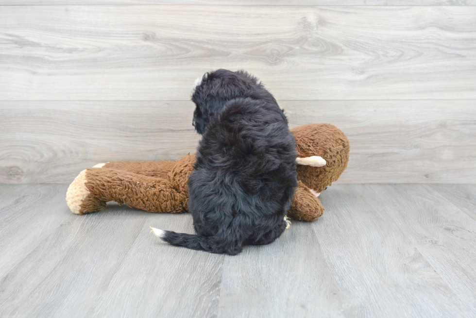 Mini Bernedoodle Puppy for Adoption