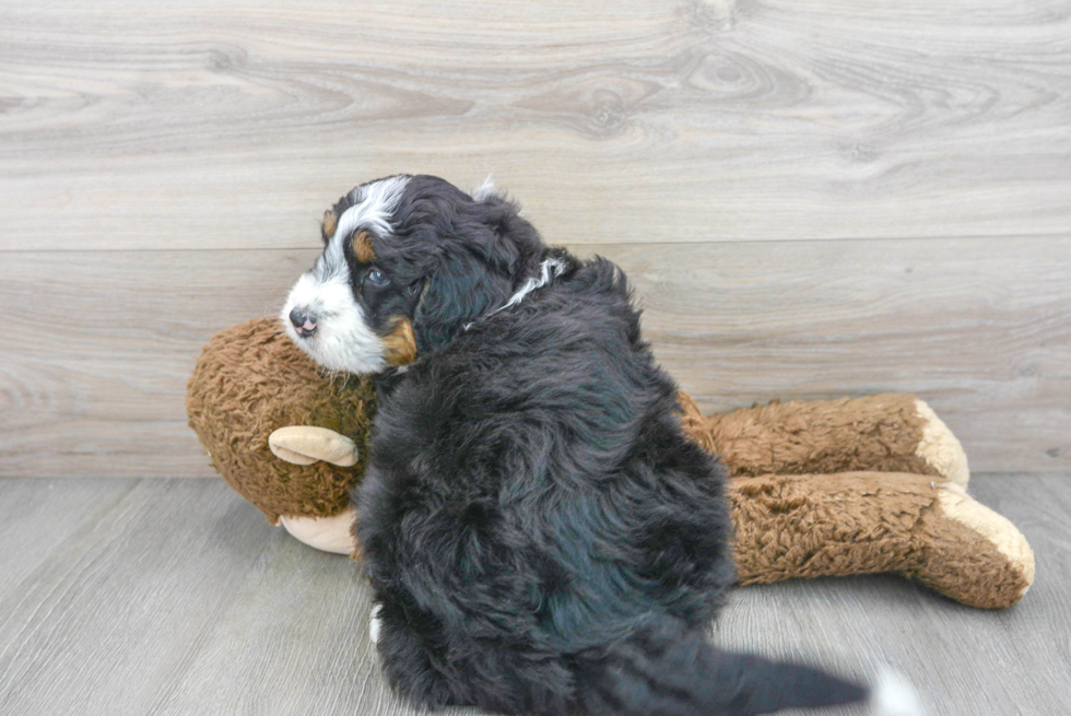 Best Mini Bernedoodle Baby