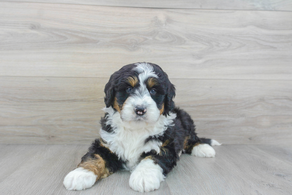 Mini Bernedoodle Pup Being Cute