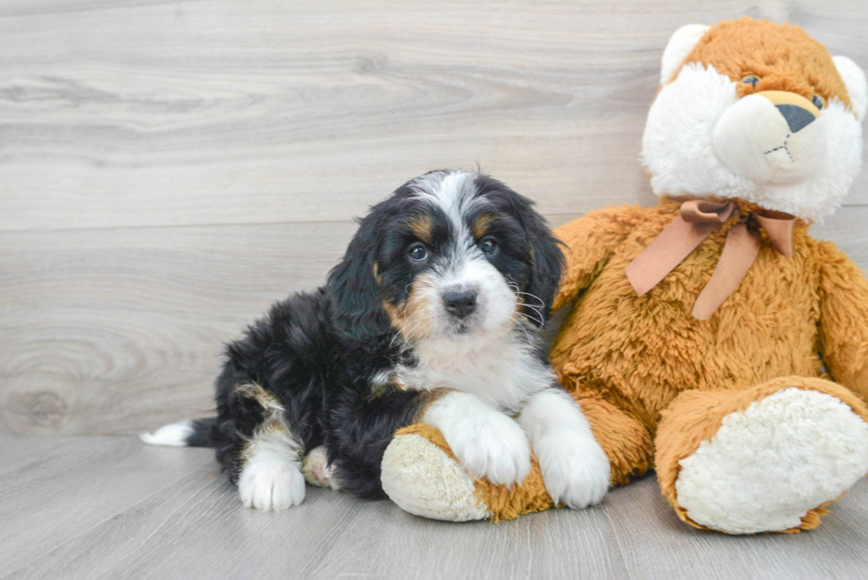 Playful Bernadoodle Poodle Mix Puppy