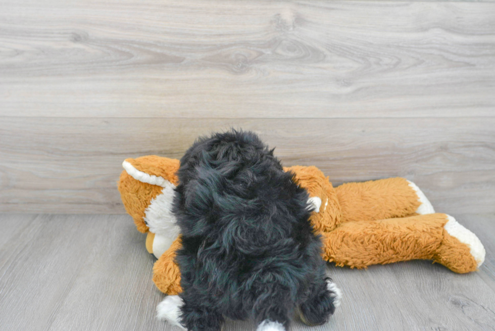 Funny Mini Bernedoodle Poodle Mix Pup