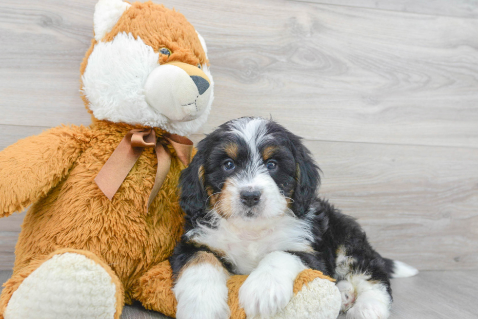 Smart Mini Bernedoodle Poodle Mix Pup