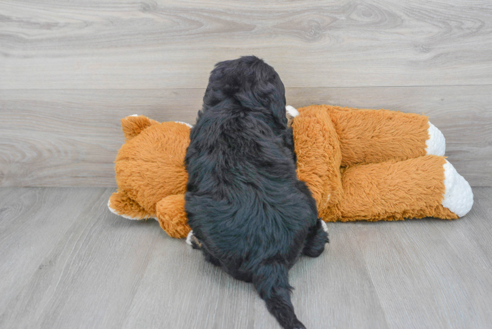 Smart Mini Bernedoodle Poodle Mix Pup