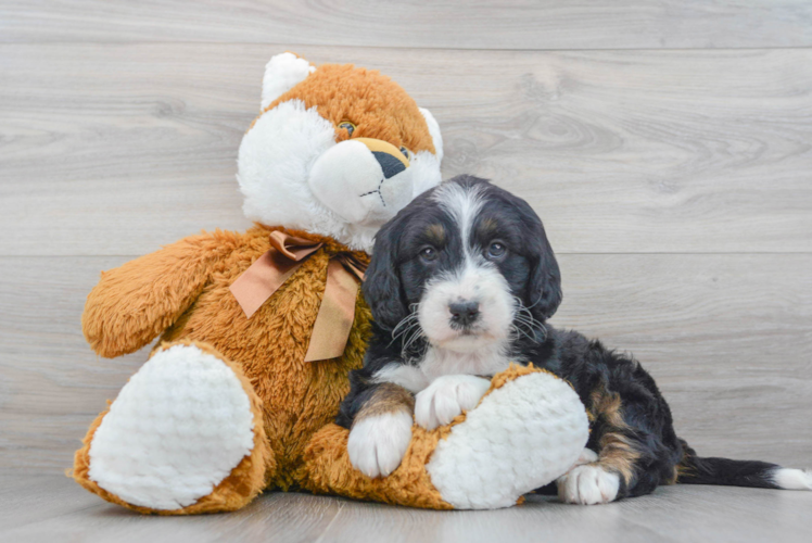 Mini Bernedoodle Puppy for Adoption