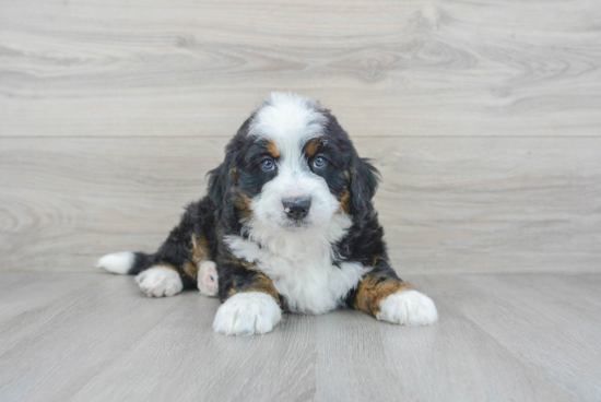 Cute Mini Bernedoodle Baby