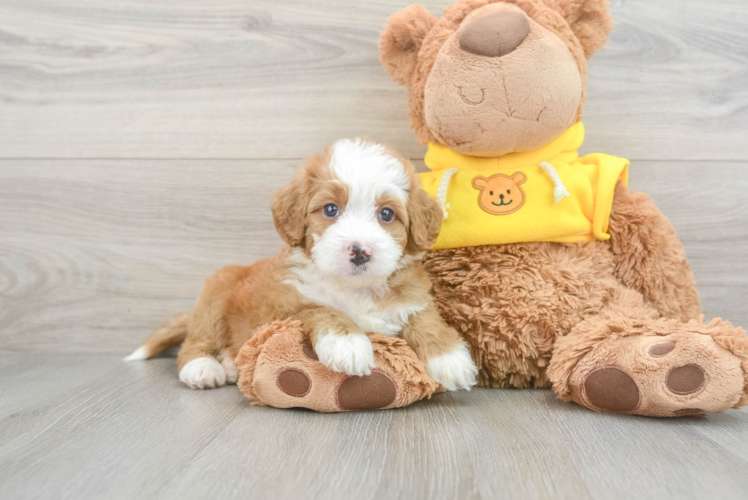 Petite Mini Bernedoodle Poodle Mix Pup