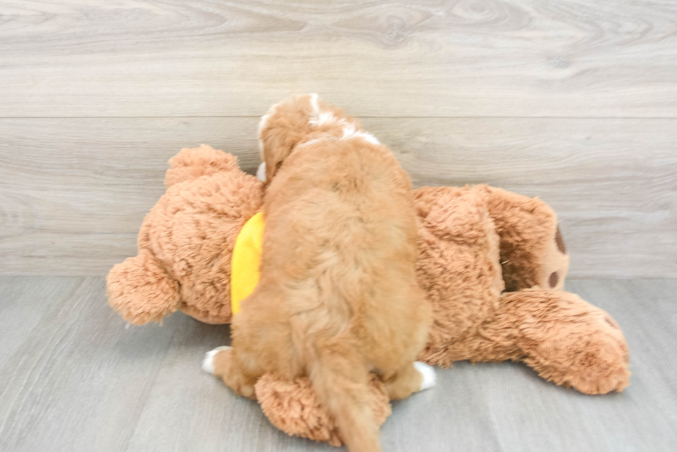 Cute Mini Bernedoodle Baby