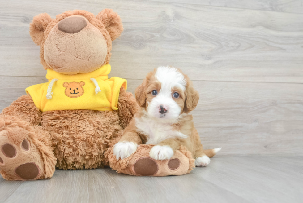 Little Mini Berniedoodle Poodle Mix Puppy