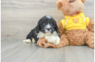 Adorable Mini Bernepoo Poodle Mix Puppy