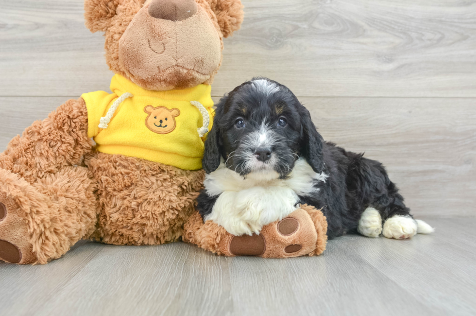 7 week old Mini Bernedoodle Puppy For Sale - Premier Pups