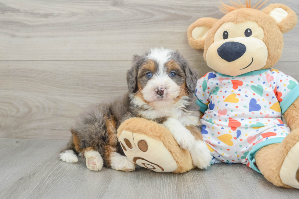 Friendly Mini Bernedoodle Baby