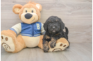 Mini Bernedoodle Pup Being Cute
